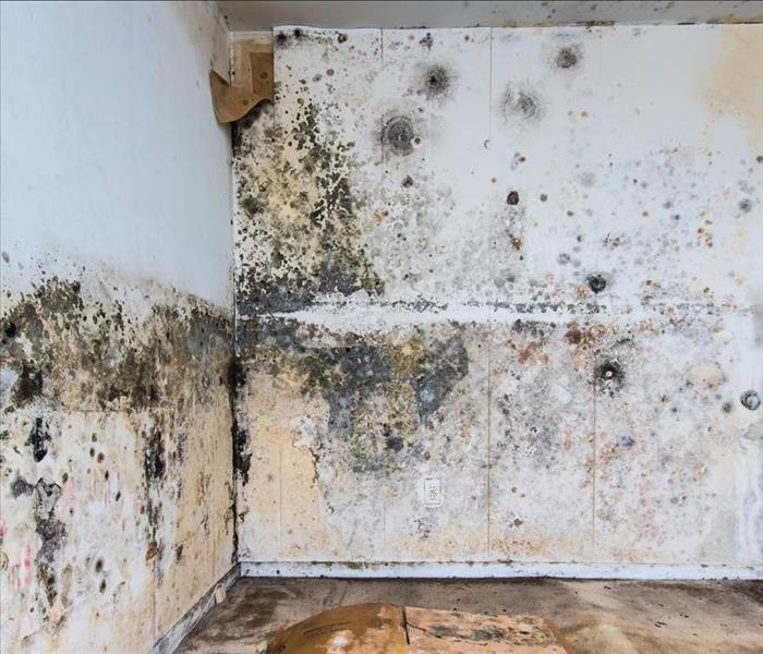 Severe mold infestation growing in a living room. 