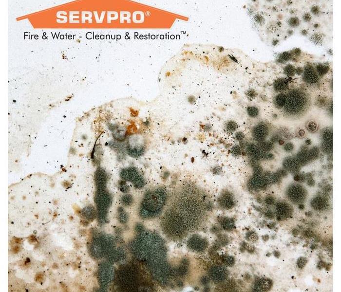 Mold growth on a white wall - SERVPRO logo in the picture