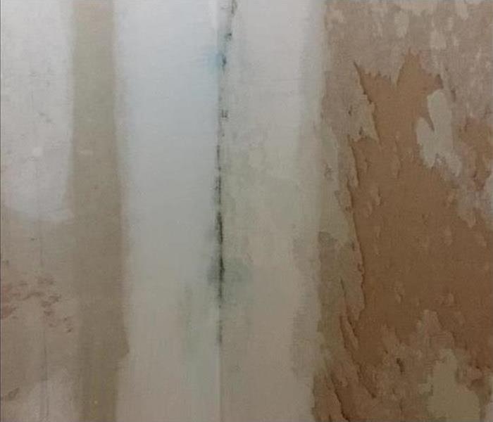 Green mold growth on wall