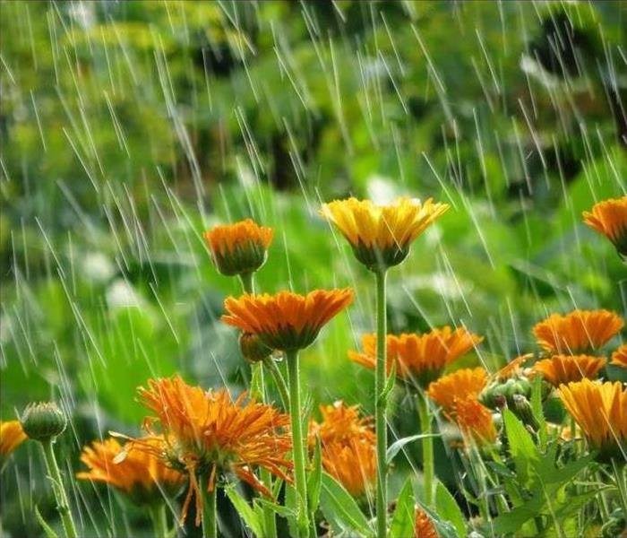 Garden flowers in rain